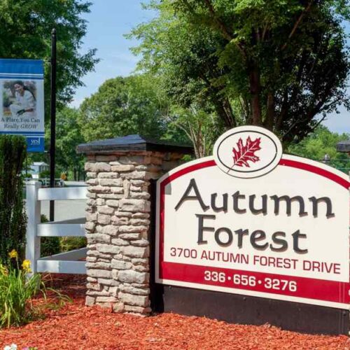 Autumn Forest